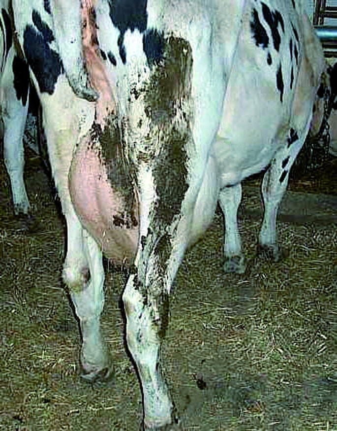 Terapia de la vaca seca en infecciones intramamarias causadas por patógenos ambientales