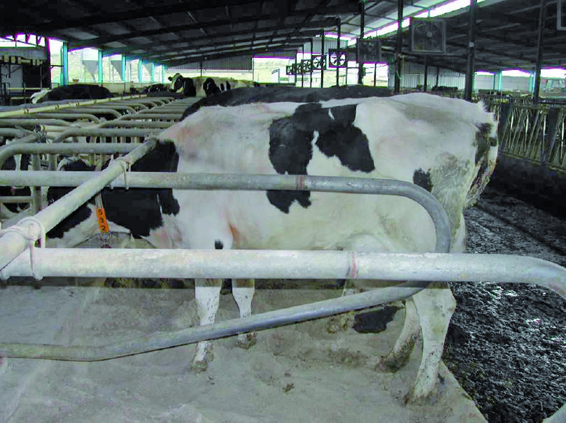 Mastitis y Fertilidad - 1ª Parte