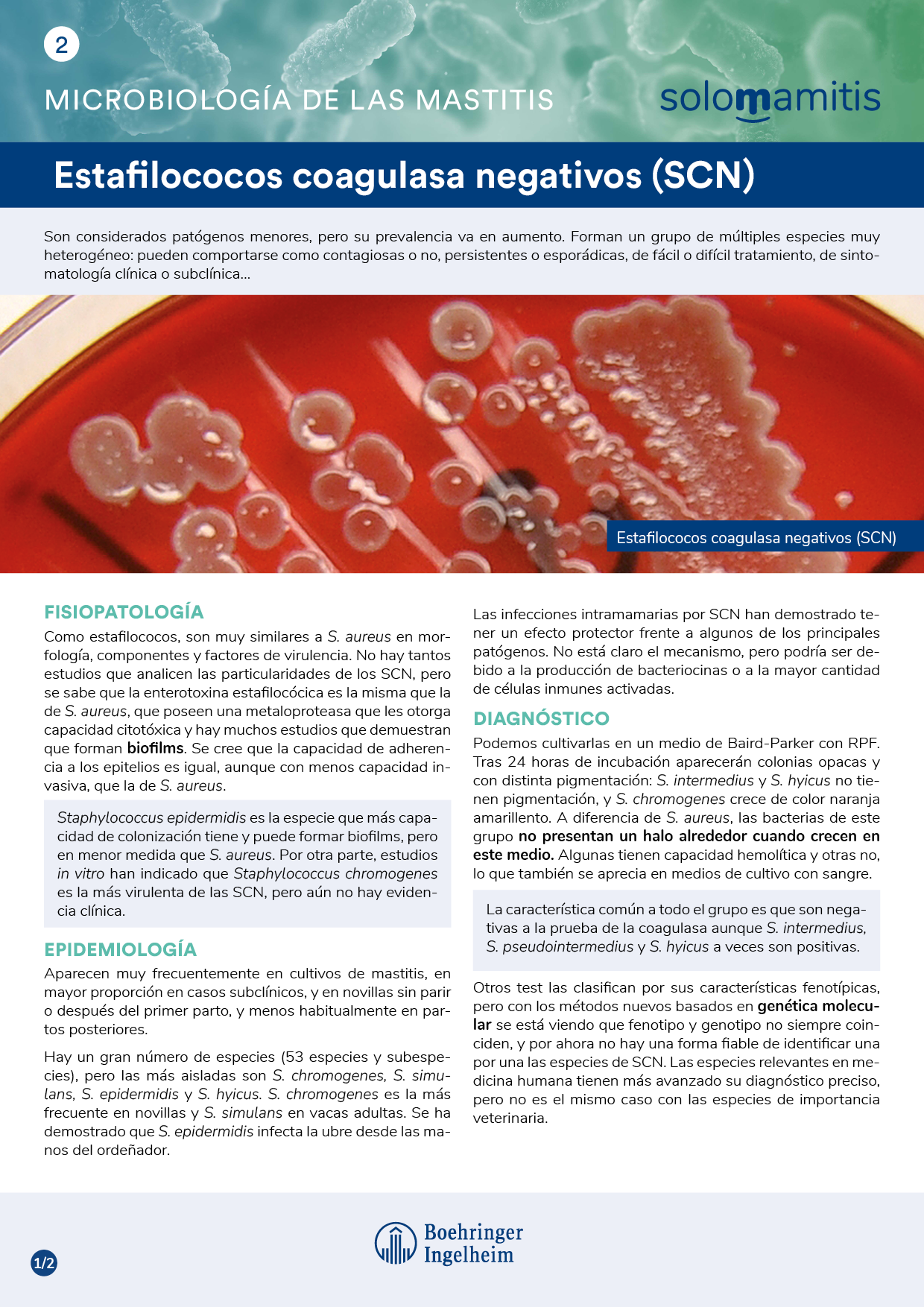 Microbiología de las mastitis: estafilococos coagulasa negativos