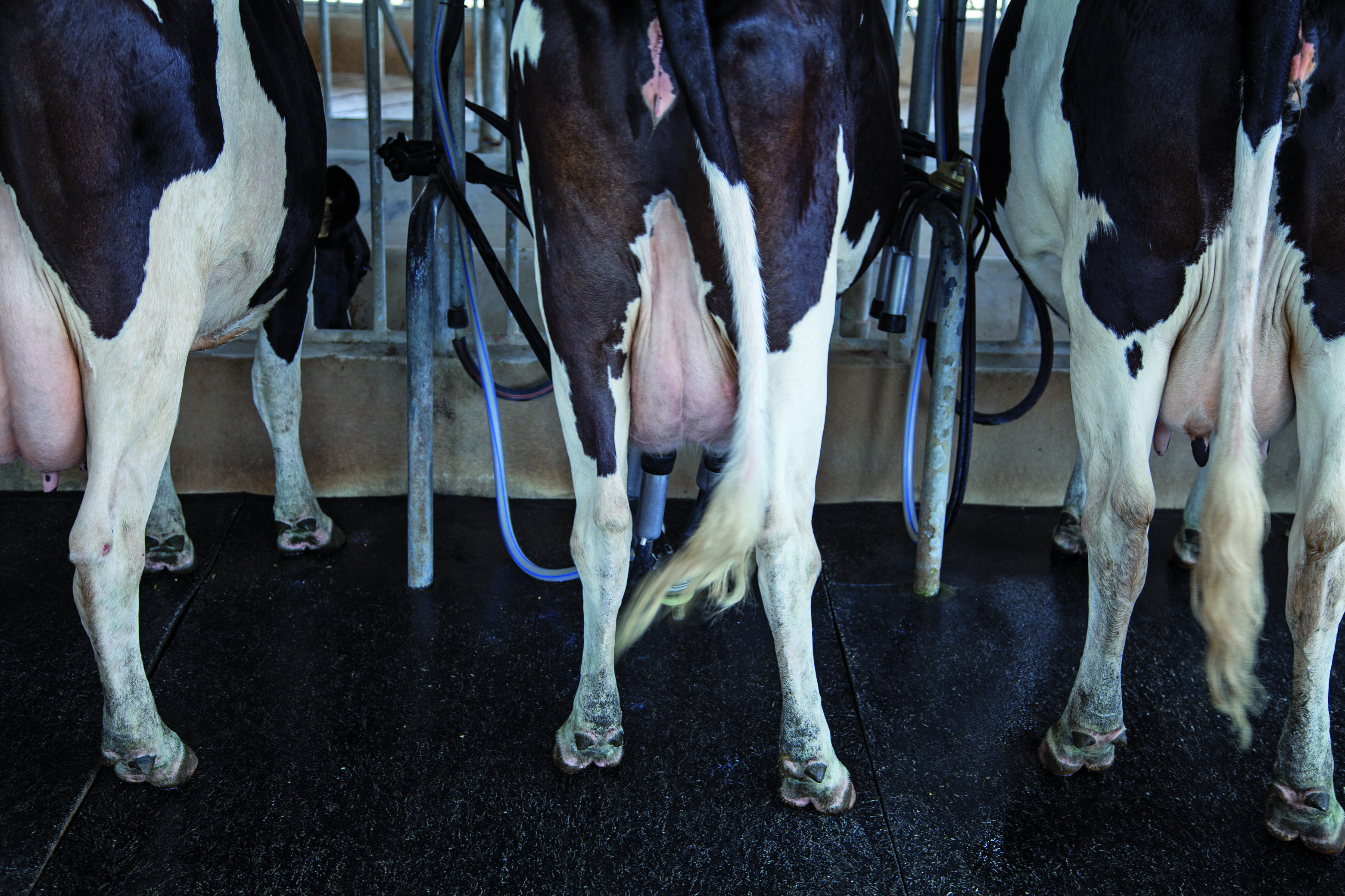 Terapia de la vaca seca en infecciones intramamarias causadas por Staphylococcus aureus