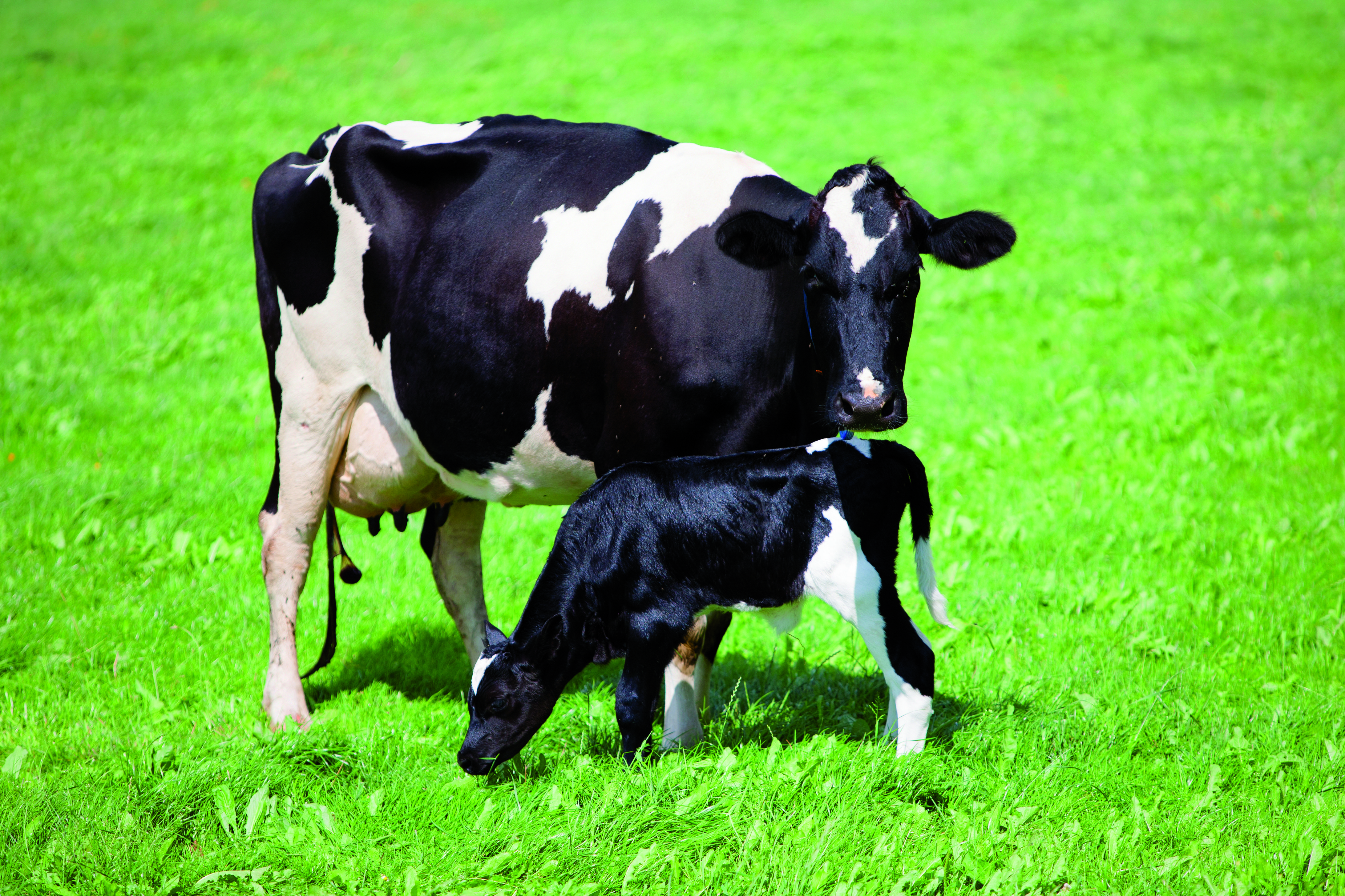 Descubre porqué la mastitis afecta tanto a la fertilidad de tus vacas