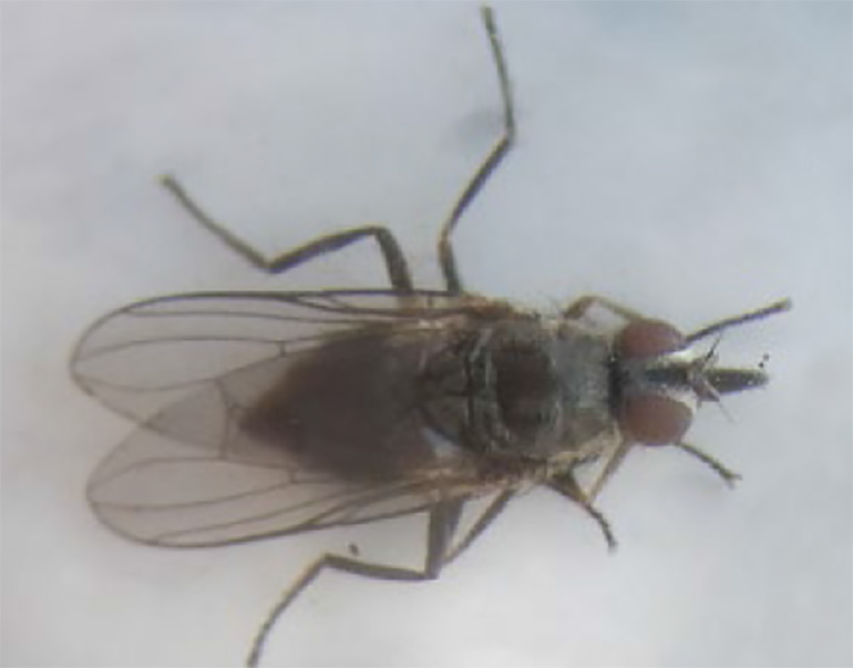 01-mosca-de-los-cuernos