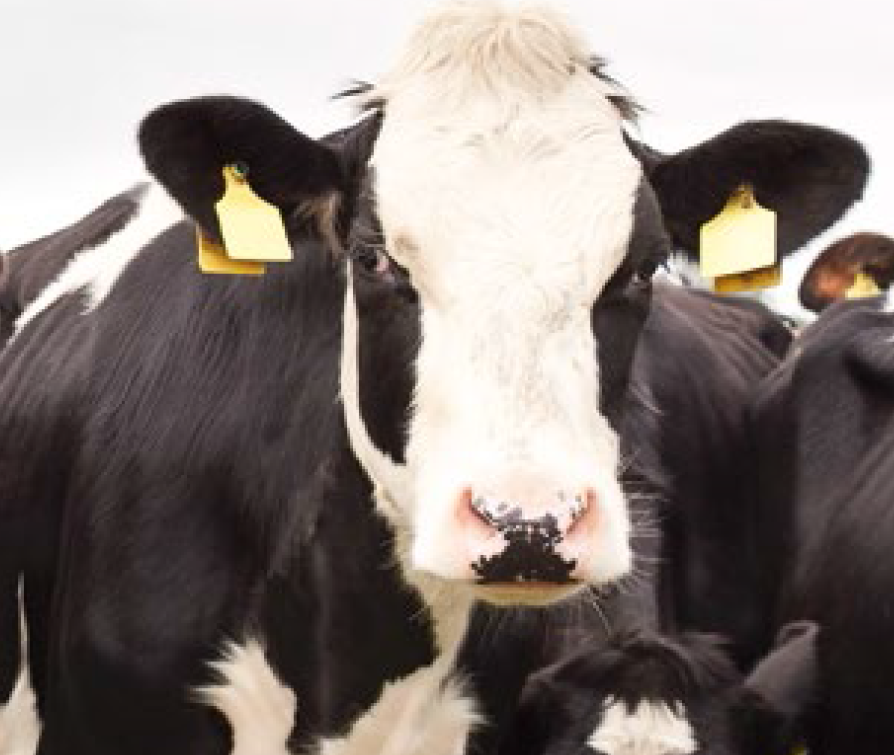 vaca_seca